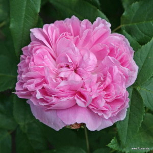 JACQUES CARTIER JACQUES CARTIER